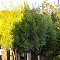 Cupressus 'Castlewellan Gold' -Standard Tree - circa 100cm