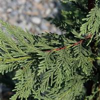 Evergreen Leyland Cypress Tree - Cuprocyparis leylandii - circa 100cm
