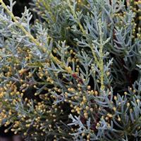 Cupressus Arizonica Fastigiata - Blue Arizona Cypress Standard Tree - circa 100cm