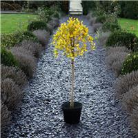 LARGE Variegated Holly Tree Standard - Ilex altaclerensis 'Lawsoniana' - circa 140-160cm tall