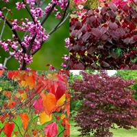 Cercis canadencis Forest Pansy - North American Redbud - 120-140cm Tree