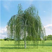Betula pendula Youngii - Weeping Birch Tree - circa 180-200cm
