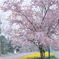 Prunus Pandora - Cherry Blossom Tree