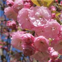 Prunus Pink Perfection - Cherry Blossom Tree