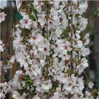 Prunus Snow Goose - Cherry Blossom Tree