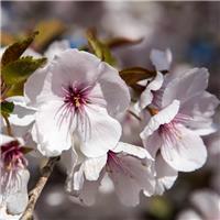 Prunus The Bride - Cherry Blossom Tree - Circa 2m Tall