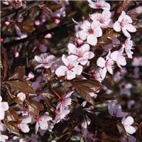 Prunus cerasifera 'Nigra' - Black Cherry Plum - Blossom Tree
