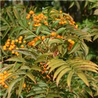 Sorbus Autumn Spire - Mountain Ash