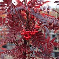 Sorbus Eastern Promise - Mountain Ash Tree
