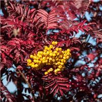 Sorbus Joseph Rock - Mountain Ash Tree - XXXcm