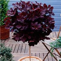 Standard Cotinus Royal Purple - Smoke Bush Tree