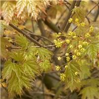 Acer platanoides Globosum - Norway Maple