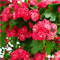Crataegus Laevigata Rosea Flore Pleno - Pink Hawthorn - circa 180-200cm