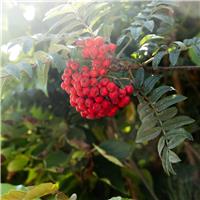 Sorbus aucuparia 'Cardinal Royal' Tree