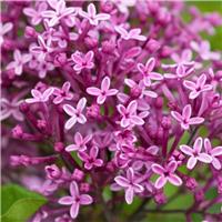 Syringa Dark Purple - circa 140-160cm