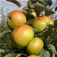 Apple Tree - Bramley's Seedling Bush (M26) - 150-170cm Tall