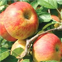 Apple Tree - Cox Self Fertile (M26) - 150-170cm Tall