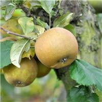 Apple Tree - Egremont Russet Bush (MM106) - 150-170cm Tall