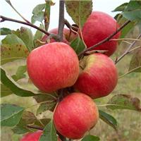 Apple Tree - Red Falstaff Bush (M26) - 150-170cm Tall
