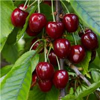 Cherry Tree - Celeste Patio (Gisela 5) - 150-170cm Tall