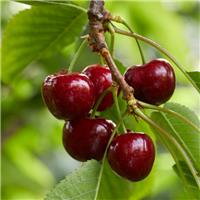 Cherry Tree - Morello Patio - 150-170cm Tall