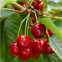 Cherry Tree - Stardust Coveu Patio (Gisela 5) - 150-170cm Tall