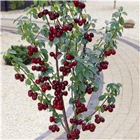 Cherry Tree - Stella Patio (Gisela 5) - 150-170cm Tall