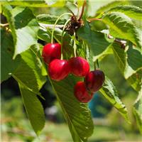 Cherry Tree - Stella Bush (Colt) - 150-170cm Tall
