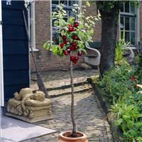 Cherry Tree - Summer Sun Patio (Gisela 5) - 150-170cm Tall