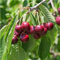 Cherry Tree - Sunburst Patio (Gisela 5) - 150-170cm Tall