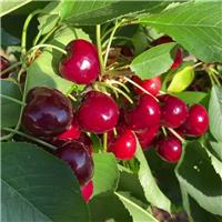 Cherry Tree - Sweetheart Bush (Colt) - 150-170cm Tall