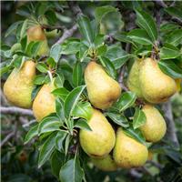 Pear Tree - Williams' Bon Chrtien (Quince A) - 150-170cm Tall
