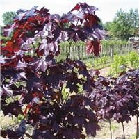 Acer platanoides 'Crimson King' - Purple Norway Maple - Circa 2m Tall