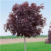 Acer platanoides 'Crimson Sentry' - Purple Norway Maple