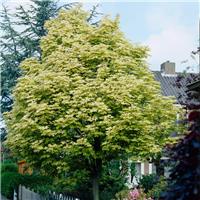 Acer platanoides 'Drummondii' - Variegated Norway Maple Tree