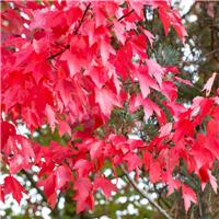 Acer rubrum 'Brandywine' - Red Maple