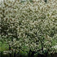 Amelanchier laevis 'Snowflakes' - Serviceberry Tree