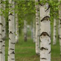 Betula alba Pendula - Silver Birch - Circa 220-250cm Tall