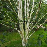 Betula Jacquemontii 'Silver Shadow' - Himalayan Birch - Circa 2m Tall