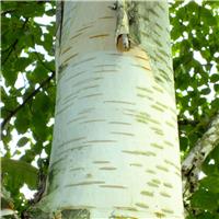 Betula utilis 'Melony Sanders' - Himalayan Birch - Circa 2m Tall