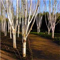 Betula utilis 'Snow Queen' - Himalayan Birch - 250-300cm Tall
