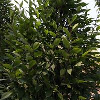 Carpinus Betulus 'Lucas' - Circa 2-3m tall