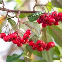 Cotoneaster frigidus 'Cornubia' - Evergreen Cotoneaster Tree