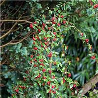 Cotoneaster 'Hybridus Pendulus' - Weeping Cotoneaster