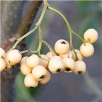 Cotoneaster Salicifolius 'Exburiensis' - Cotoneaster Tree - Circa 2m Tall