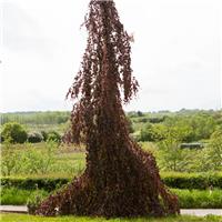 Fagus Sylvatica 'Black Swan' - Weeping Purple Beech - Circa 2m Tall