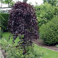 Fagus Sylvatica Purpurea Pendula 'Purple Fountain' - Weeping Copper Purple Beech Tree - Circa 2m Tall