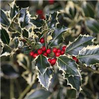 Ilex Aquifolium 'Argentea Marginata' - Silver-margined Holly - Circa 2m Tall