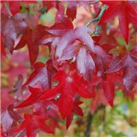Liquidambar styraciflua 'Starred' - Sweet Gum Tree - Circa 2m Tall