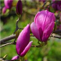 Magnolia Livingstone - Circa 2.5m Tall